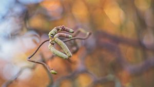 Preview wallpaper branch, buds, macro, plant, spring