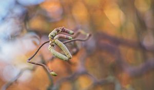Preview wallpaper branch, buds, macro, plant, spring