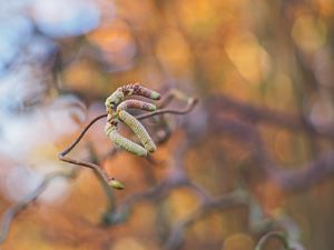 Preview wallpaper branch, buds, macro, plant, spring
