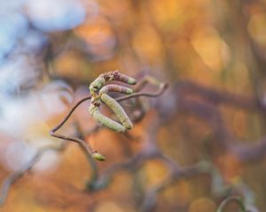 Preview wallpaper branch, buds, macro, plant, spring