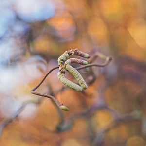 Preview wallpaper branch, buds, macro, plant, spring