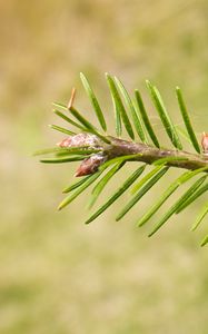 Preview wallpaper branch, buds, needles, macro, blur