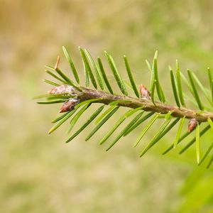 Preview wallpaper branch, buds, needles, macro, blur