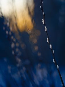Preview wallpaper branch, buds, spring, minimalism