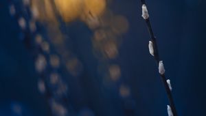 Preview wallpaper branch, buds, spring, minimalism