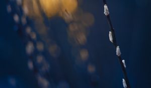 Preview wallpaper branch, buds, spring, minimalism
