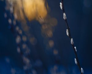 Preview wallpaper branch, buds, spring, minimalism