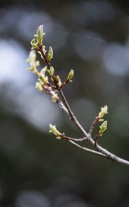 Preview wallpaper branch, buds, spring, macro