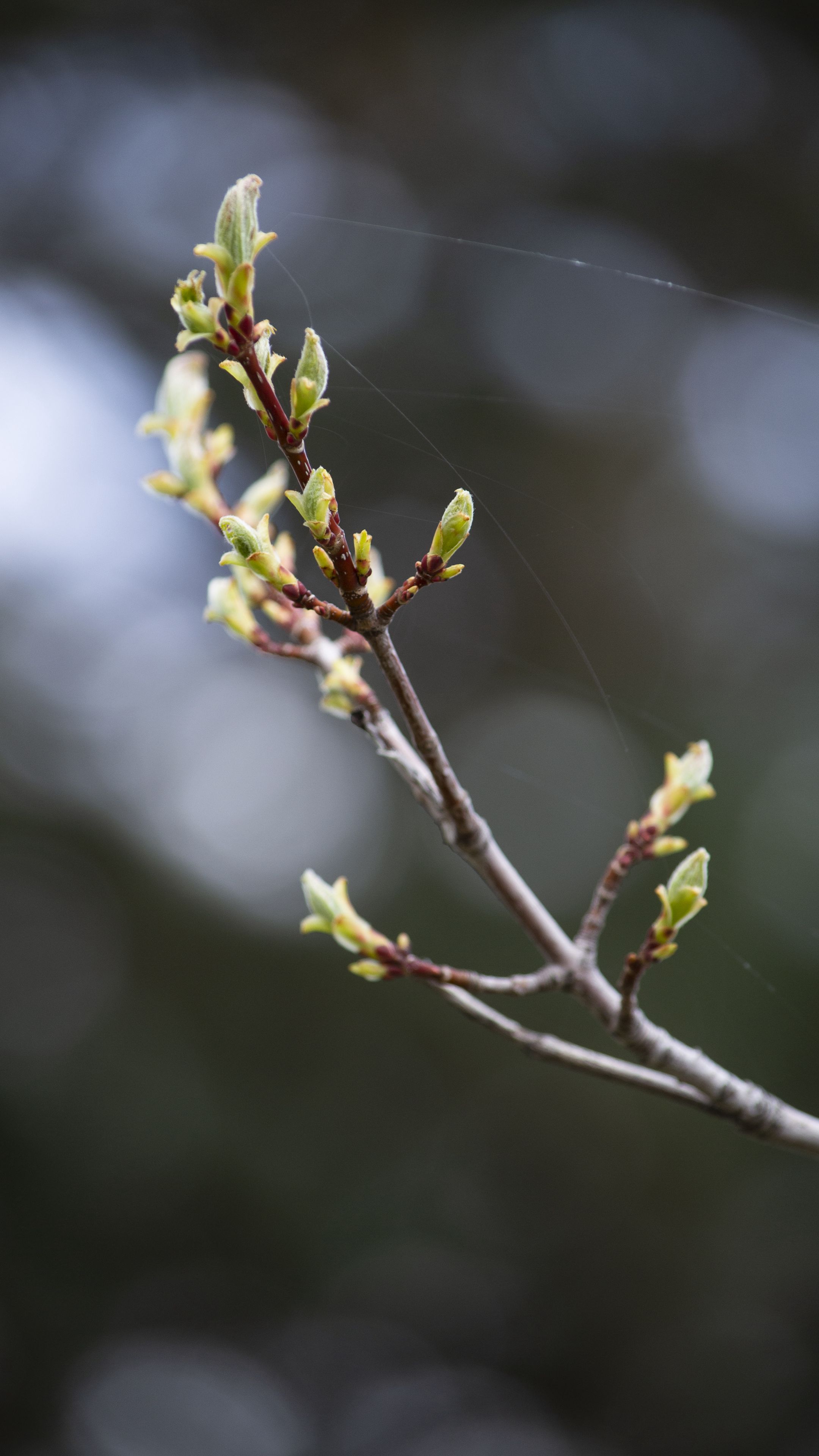 Download wallpaper 2160x3840 branch, buds, spring, macro samsung galaxy