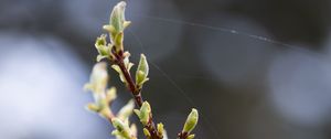 Preview wallpaper branch, buds, spring, macro