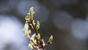 Preview wallpaper branch, buds, spring, macro