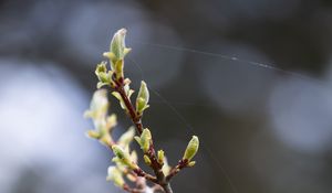 Preview wallpaper branch, buds, spring, macro