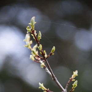Preview wallpaper branch, buds, spring, macro