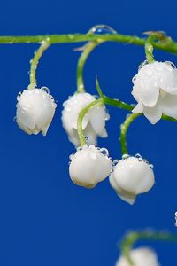 Preview wallpaper branch, bunch, flower, white lily, stalk, dew drops, spring, freshness