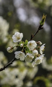 Preview wallpaper branch, cherry, flowers, petals, macro