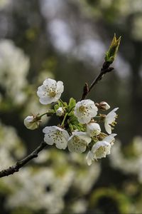 Preview wallpaper branch, cherry, flowers, petals, macro