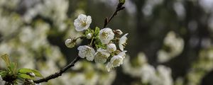 Preview wallpaper branch, cherry, flowers, petals, macro