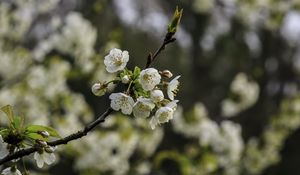 Preview wallpaper branch, cherry, flowers, petals, macro