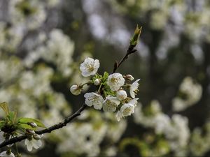 Preview wallpaper branch, cherry, flowers, petals, macro