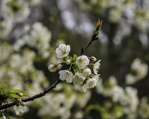 Preview wallpaper branch, cherry, flowers, petals, macro