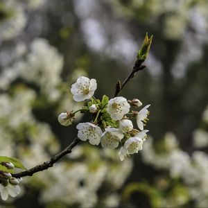 Preview wallpaper branch, cherry, flowers, petals, macro