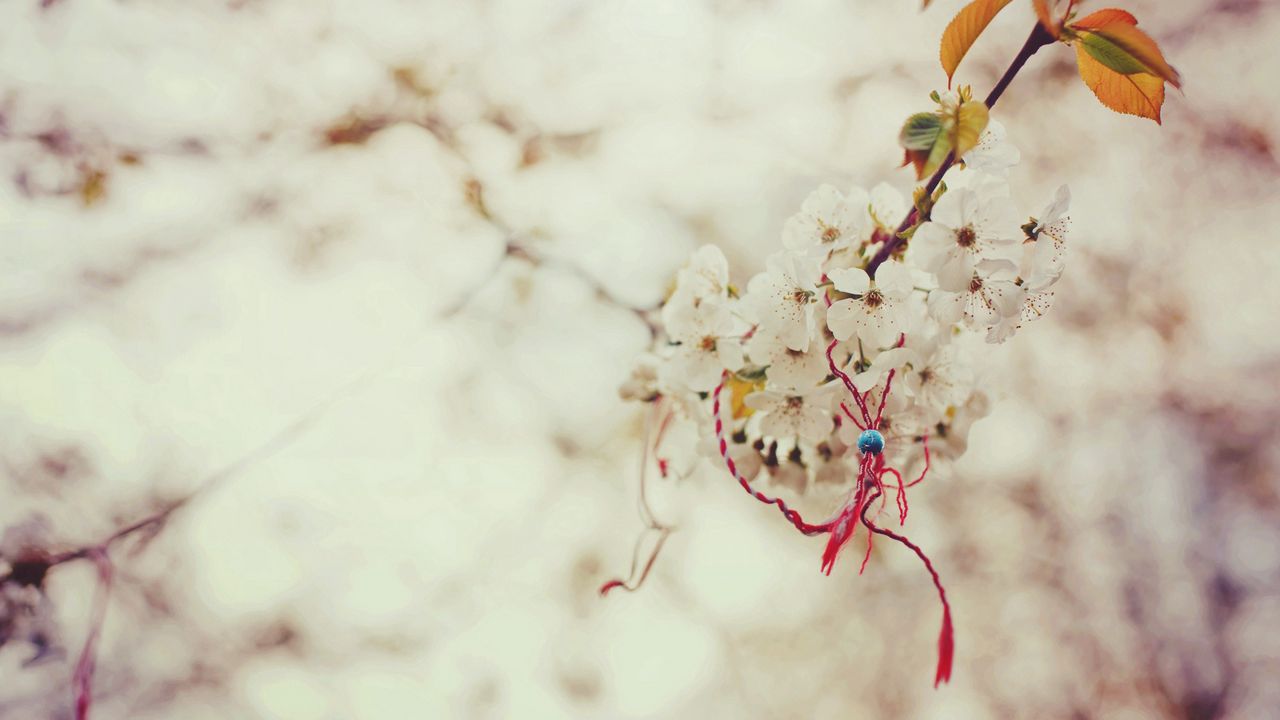 Wallpaper branch, cherry, magic, knot, spring, macro