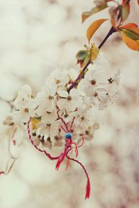 Preview wallpaper branch, cherry, magic, knot, spring, macro
