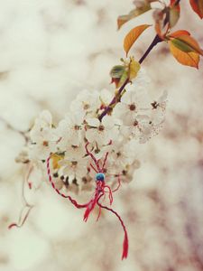 Preview wallpaper branch, cherry, magic, knot, spring, macro