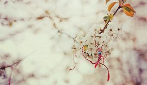 Preview wallpaper branch, cherry, magic, knot, spring, macro