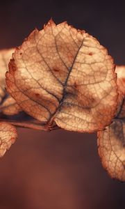 Preview wallpaper branch, close up, leaves, dry, background