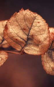 Preview wallpaper branch, close up, leaves, dry, background