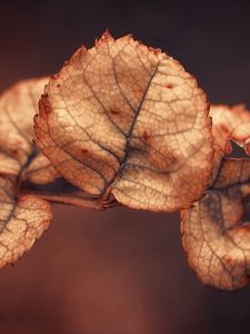 Preview wallpaper branch, close up, leaves, dry, background