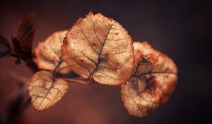 Preview wallpaper branch, close up, leaves, dry, background