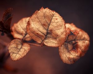 Preview wallpaper branch, close up, leaves, dry, background