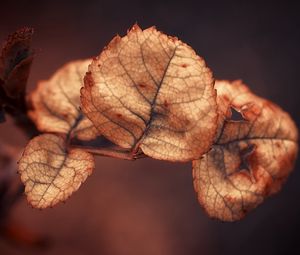 Preview wallpaper branch, close up, leaves, dry, background