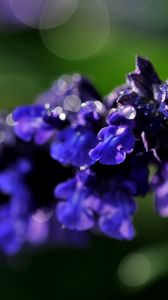 Preview wallpaper branch, close-up, flower, purple, background