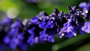 Preview wallpaper branch, close-up, flower, purple, background