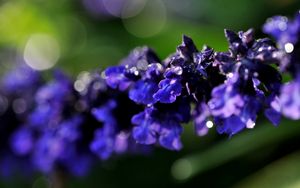 Preview wallpaper branch, close-up, flower, purple, background