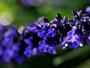 Preview wallpaper branch, close-up, flower, purple, background