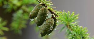 Preview wallpaper branch, cones, drops, macro, green