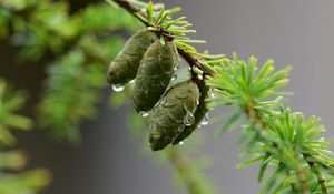 Preview wallpaper branch, cones, drops, macro, green