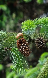 Preview wallpaper branch, cones, needles, plant, green, macro