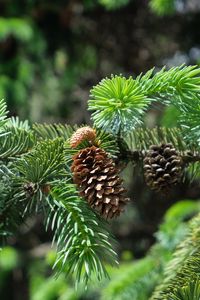 Preview wallpaper branch, cones, needles, plant, green, macro