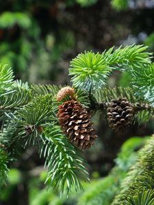 Preview wallpaper branch, cones, needles, plant, green, macro