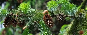 Preview wallpaper branch, cones, needles, plant, green, macro