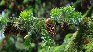 Preview wallpaper branch, cones, needles, plant, green, macro