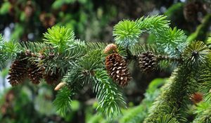 Preview wallpaper branch, cones, needles, plant, green, macro