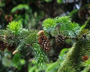 Preview wallpaper branch, cones, needles, plant, green, macro