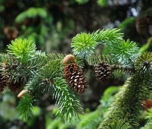 Preview wallpaper branch, cones, needles, plant, green, macro