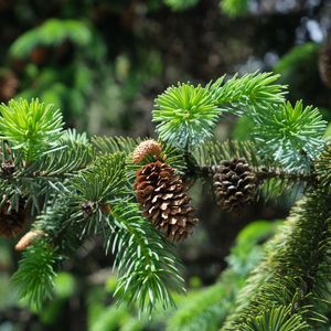 Preview wallpaper branch, cones, needles, plant, green, macro